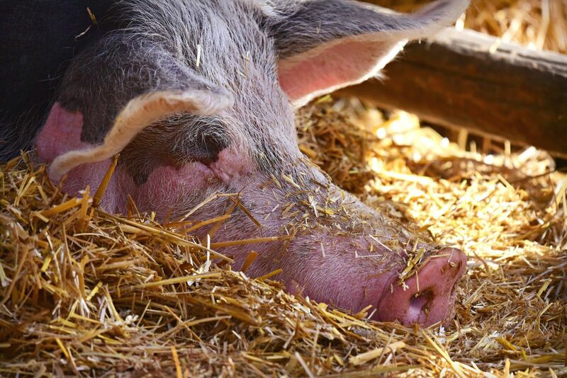 Pig Resting in Pen Hay
